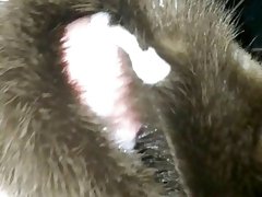 Cum on Otter Fur